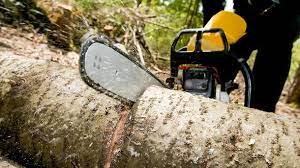 Diese regelung soll brütende vögel schützen. Baumfallung Nicht Immer Erlaubt Wann Darf Man Baume Fallen Drei Schritte Notig