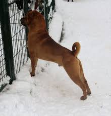 Le château de ma mère + la gloire de mon père + la femme du boulanger Chien Elevage De L Ecrin Du Paradis D Eawy Eleveur De Chiens Shar Pei