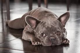 French bulldogs tend to fall higher on the spectrum when it comes to cost. What Is The Difference Between 500 And 5 000 Frenchie Frenchie World Shop