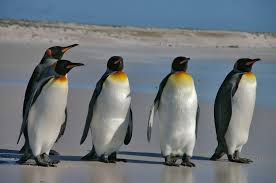 Cornelißen neuware pinguin königspinguin ca. Pinguine Wikipedia