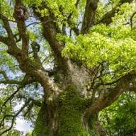 Huile Essentielle de Bois de Hô - Régénérant & Apaisant Naturel