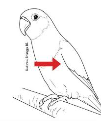Gambar mewarnai burung lovebird ilustrasi burung gambar flora dan fauna sketsa. Cara Menggambar Hewan Burung Lovebird