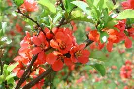 Image result for Chaenomeles japonica