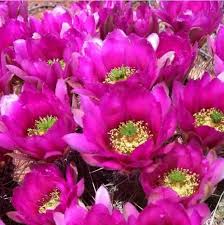 When the seedlings appear, slowly increase the amount of direct sunlight the seeds receive for several weeks. Fresh Robust Hedgehog Cactus 5 Seeds Echinocereus Fascicul Easy Grow Buy Online In Dominica At Dominica Desertcart Com Productid 79169008