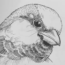 A Little Sketch Book House Sparrow Sketch Sketchbook Illustration Drawing Scribble Melbourneartist Melbourn Bird Drawings Bird Pencil Drawing Bird Sketch