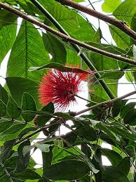 Image result for Calliandra haematocephala