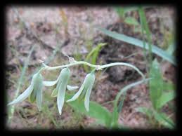 Image result for Dipcadi bakerianum