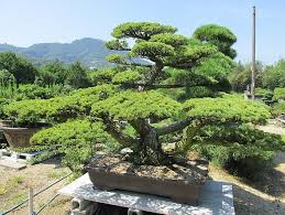 Der japanische bonsaigarten in ferch nahe potsdam â the from japanischer garten ferch. Bonsai Baum Geschichte Arten Pflege Tipps