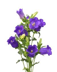 Image result for Campanula