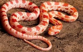 How much do corn snakes usually cost? Corn Snake Morphs With Picture 11 Amazing Corn Snake Facts