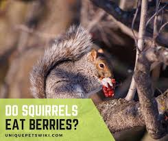 As opportunistic scavengers, opossums will feast on a wide variety of foodstuffs. Do Squirrels Eat Berries Yes They Do