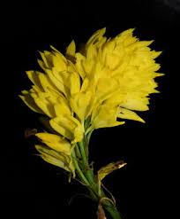 Image result for Eulophia ensata