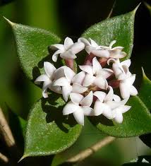 Image result for Alyxia ruscifolia