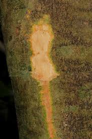 Image result for Pancovia golungensis