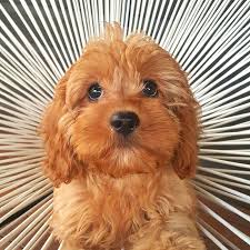 Happy, healthy pups are the heart of who we are. 21001 Well Established And Successful Doggy Daycare Bonza Business Franchise Sales Pty Ltd