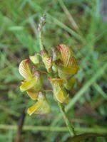 Image result for Crotalaria subcapitata