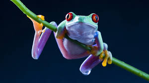 Currently there are 50,919 wallpapers and 351,379 scans. Cute Frog Hd Wallpaper 1920x1080 Id 21814 Wallpapervortex Com