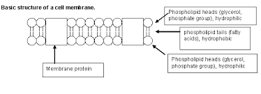 Membrane Transport
