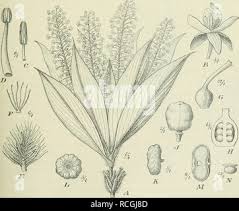 Image result for Palisota ambigua
