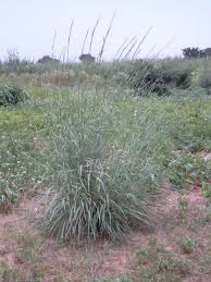 Image result for Andropogon gayanus