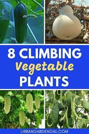 Plant marigolds as borders or between rows of. 8 Climbing Vegetable Plants Planting Vegetables Vegetable Garden Trellis Climbing Plants Trellis