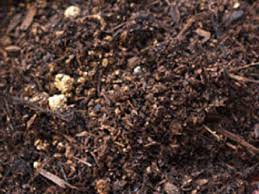 スティックセニョールの育て方 スティックセニョール栽培のコツ ジャガイモ栽培 土作り にんにく 栽培