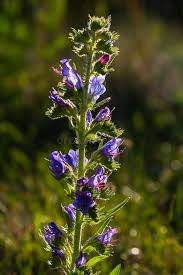 Image result for Boraginaceae