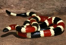 17 Species Of Elapids Amazing Snakes Coral Snake Snake Reptile Snakes