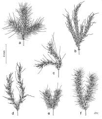 Image result for Andropogon perligulatus