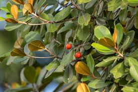 Image result for Manilkara