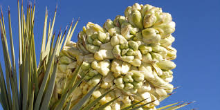 P3* joshua tree national park recommend coming in from the south off hwy 10 and exiting in the northwest buy tickets at the visitors' center; Joshua Trees Are Blooming Early In The Desert It S Not A Good Thing