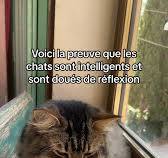 Chats intelligents : la preuve en vidéo !