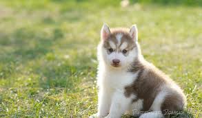 This is 'delilah', our female pomsky pup that is super friendly for sale in san diego, ca! Purebred Pomsky Puppies For Sale And Adoption Pomsky Breeder