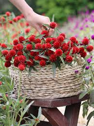 Dried Gomphrenaglobe Amaranthdried Flowerspurple Etsy Dried Flowers Globe Amaranth Bunch Of Flowers