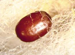 Image result for what do Mallophaga look like in dog fur