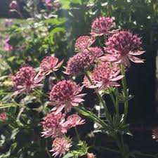 Image result for Astrantia major `Roma`