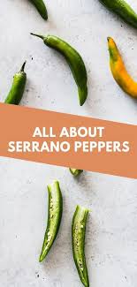 A variety of chili about 5 times more spicy than the average jalapeño, the petite serrano offers a good shot for its size of 1 to 2 inches. Serrano Peppers Are Chili Peppers With Big Flavor That Are Very Popular In Mexican Cuisine Try Serranos Stuffed Peppers Serrano Pepper Serrano Pepper Recipes