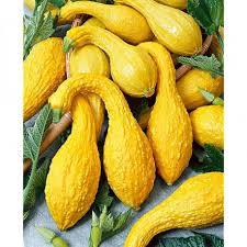 Courgette Early Summer Crookneck Graines Baumaux Idee Legume Courge Farcie Doubeurre