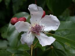 Image result for Bixaceae