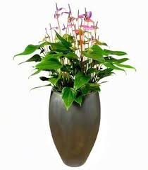 Hydroculture Planter Anthuriums With This Stunning Flower Color Could Paint A Pot Like This Plants Colorful Flowers Houseplants