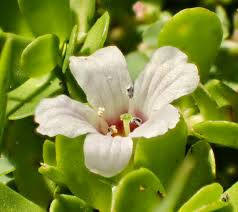 Image result for Bacopa monnieri