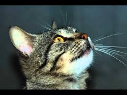 Cat Meow Cats Cats Meow Meows