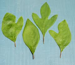 Sassafrass leaf ( sassafras albumin)sassafras leaf for gumbo , dried sassafras leaf for file, payntersnaturalprods. The 3 Foragers Foraging For Wild Natural Organic Food Sassafras Digging For Tea
