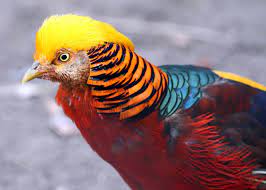 30 Golden Pheasant Facts Get To Know This Glorified Chicken Chrysolophus Pictus Justbirding Com