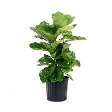 John doe has to purchase lumber to frame up a wall from home depot, and will consider hiring a. Best Trees And Plants From Home Depot Popsugar Home