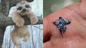 Tidak lain dan tidak bukan adalah karena burung yang masuk dalam genus agapornis ini memiliki. Foto Hewan Aneh Dan Lucu Duh Emesh Meski Aneh 7 Hewan Imut Ini Bikin Siapapun Ingin Ini Beberapa Gabungan Binatang Editing Lucu Dan Unik Aneh Hewan Lucu