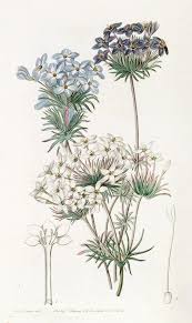 Image result for Hyperacanthus microphyllus