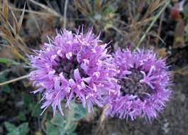 We did not find results for: Featured Plant Of The Week Idyllwild Garden Club