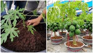 Maka ketahuilah tanaman apa saja yang cocok ditanam dengan teknik tabulampot ini yang akan dijelaskan sebagai berikut. Layak Dicoba Cara Tanam Pepaya Dalam Pot Yang Mudah Dan Berbuah Lebat Boombastis