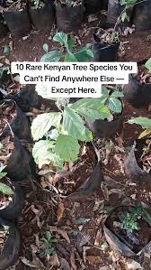 Image result for Keetia gueinzii